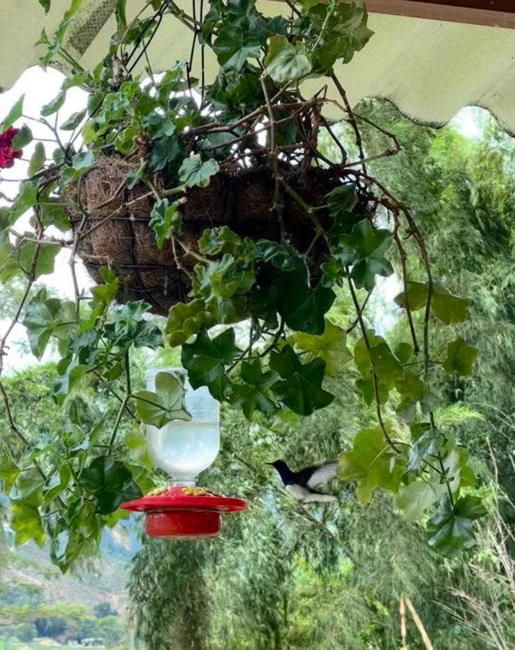 El Refugio Del Colibri Bed and Breakfast Santa Rosa de Cabal Εξωτερικό φωτογραφία